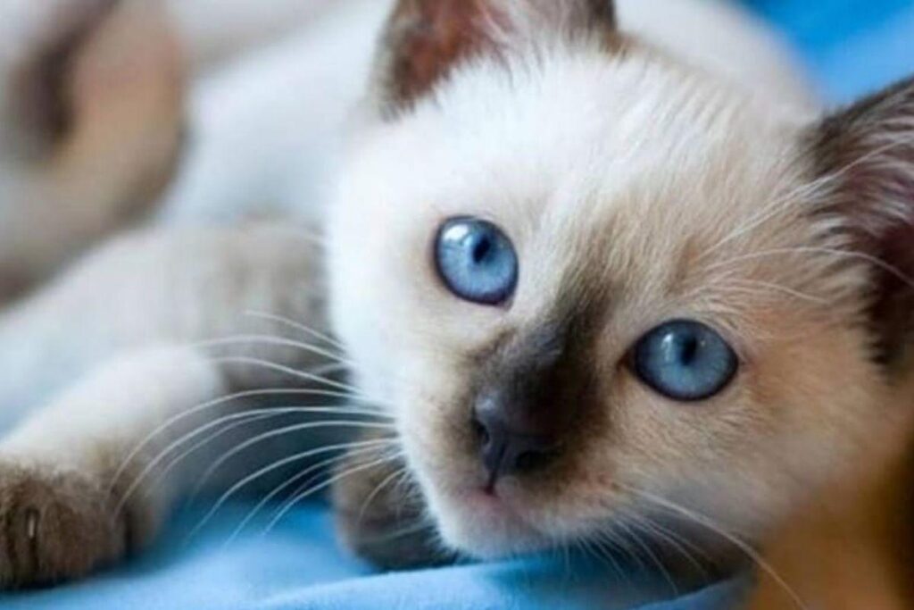 Conheça as vantagens de optar por ter um felino em casa: este é o Gato de Bengal