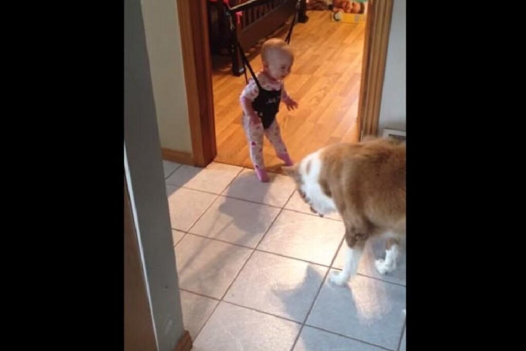 No vídeo, a criança interage com o animal de estimação