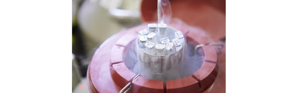 A descoberta foi feita na Espanha