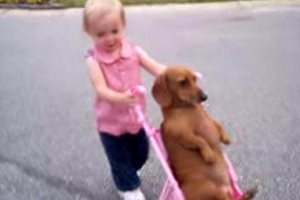 Vídeo de garotinha empurrando um cachorro no carrinho de bebê faz sucesso