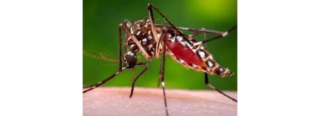 Mosquito da dengue
