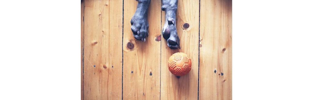 É preciso cuidado ao apresentar o bebê ao cãozinho