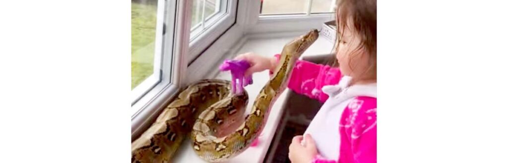 Garotinha de só 3 anos de idade brinca com cobra de estimação
