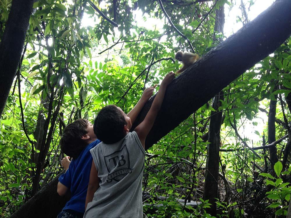 O macaco-de-cheiro não tem medo de quem tem banana