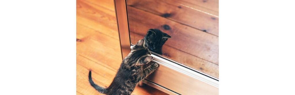 Gatos podem, sim, ser adestrados!