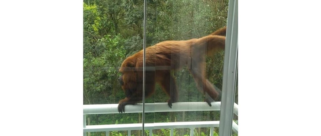 Foto: Reprodução / G1 / Ed Dimas da Cunha/Acervo Pessoal