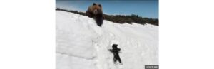 Dá uma dó do bebê urso ao assistir o vídeo