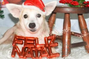 Estão prontos para o Natal?