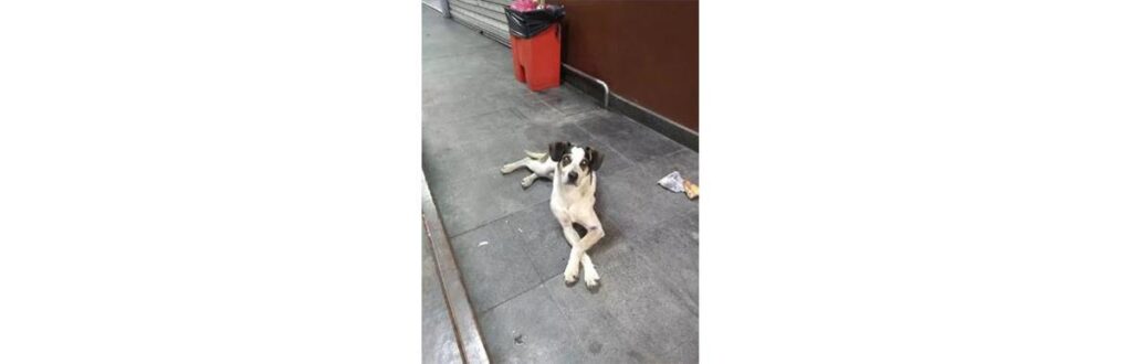 O cão foi envenenado e agredido pelo segurança