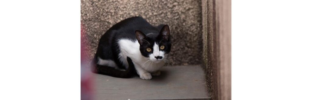 Esse é o Chuck Norris, gatinho do Rafa Noris, do blog Família Palmito, que já foi capa da nossa revista com o filho Miguel