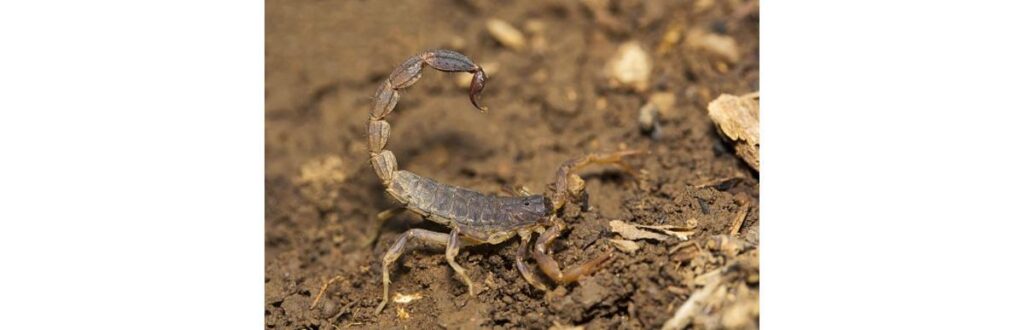 Suspeita-se que ela faleceu após uma picada de escorpião
