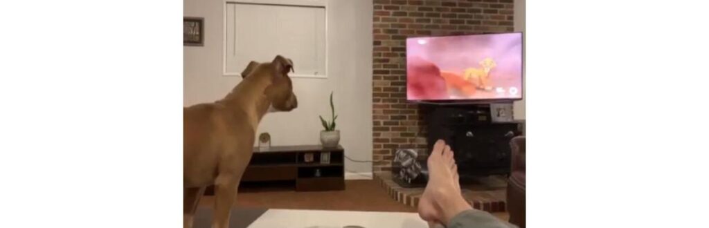 O dono gravou toda a reação dele