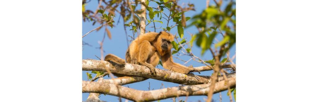 É o Aedes aegypti que transmite a doença para humanos
