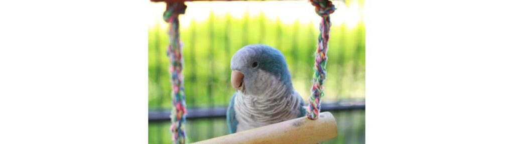 O Quacker Azul é muito amigável