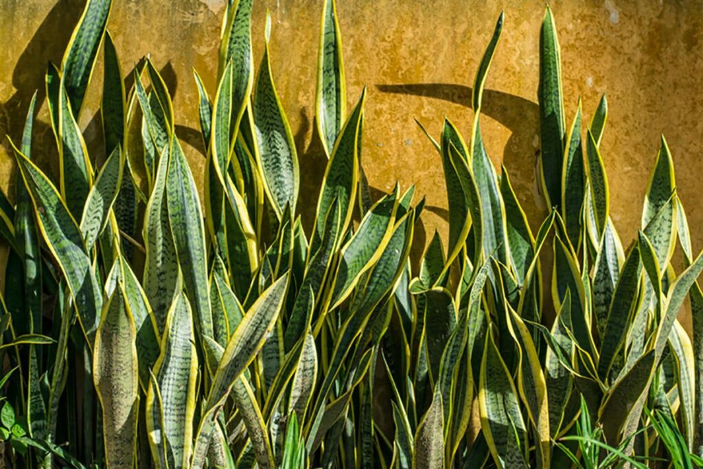 Você conhecia essa simpatia com Espada de São Jorge?