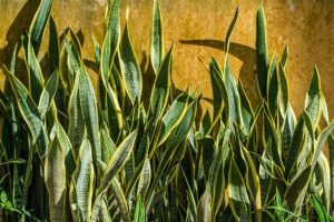 Você conhecia essa simpatia com Espada de São Jorge?