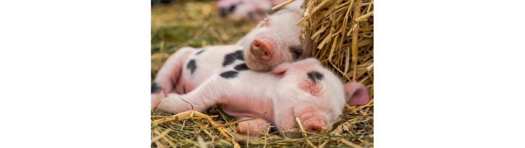 Já pensou em ter um miniporco de estimação?