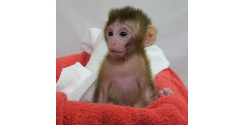 Grady nasceu em 2018