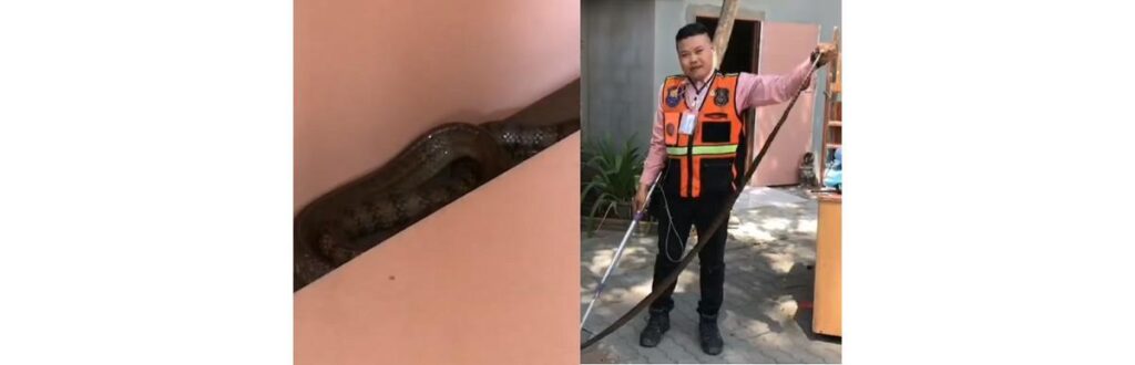 Cobra encontrada debaixo da cama da menina de 6 anos