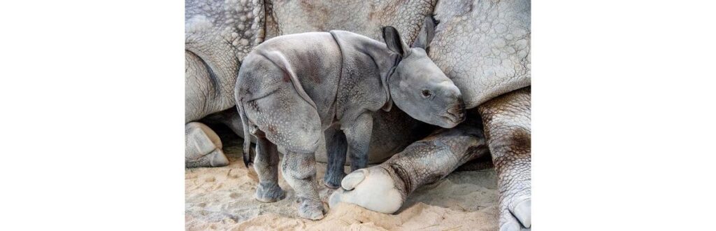 O nascimento do filhote é um marco para o zoológico