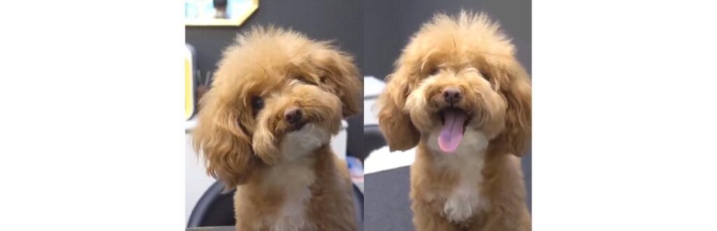 Esse cachorrinho passou por uma transformação