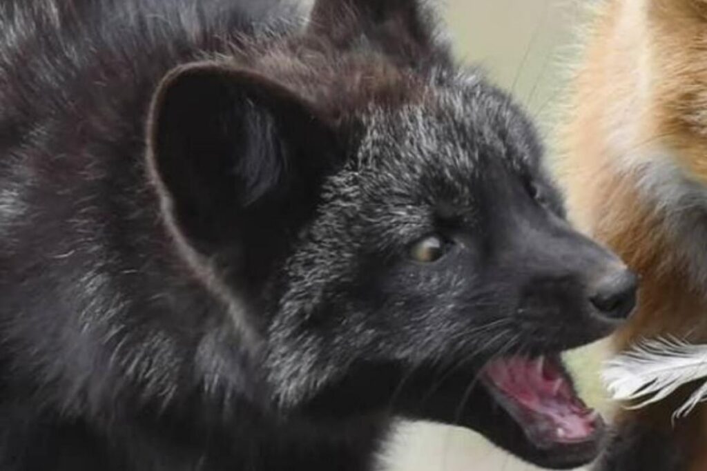 Duas raposas irmãs brigando com uma pena