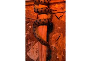 Anna deu à luz duas cobras sem ter um macho