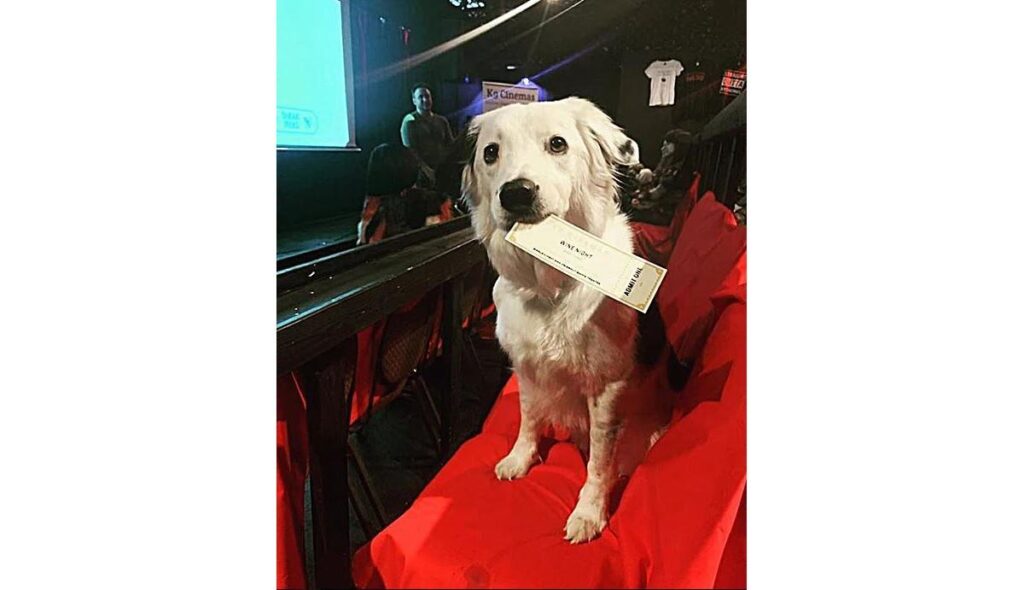 Já pensou em levar seu cachorro ao cinema?