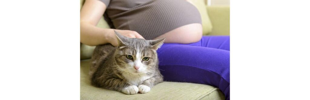 Não há nenhum problema em ter gatos na gravidez
