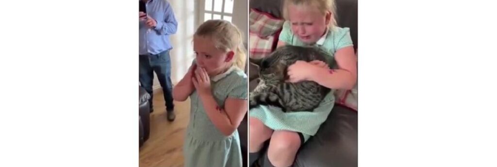 Gato recebendo carinho