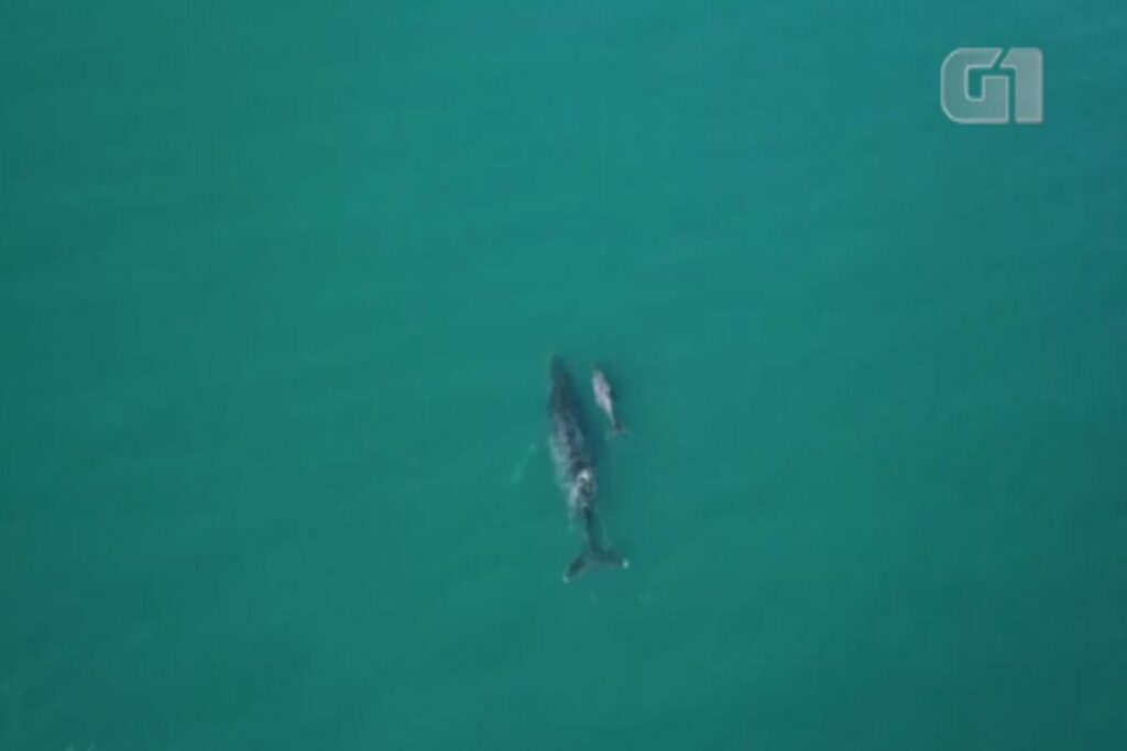 Mãe e bebê baleia em Ilhabela