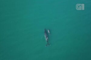 Mãe e bebê baleia em Ilhabela