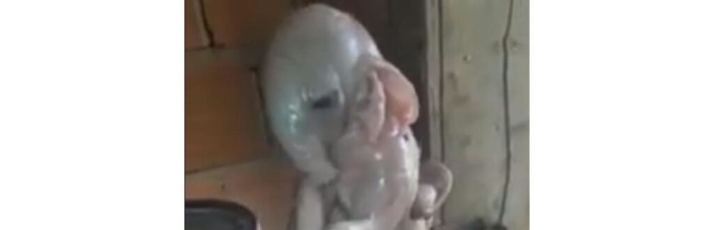 O animal faleceu poucos minutos após o parto