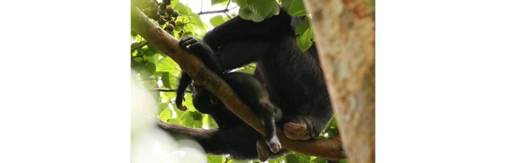 A chimpanzé com o filhote morto