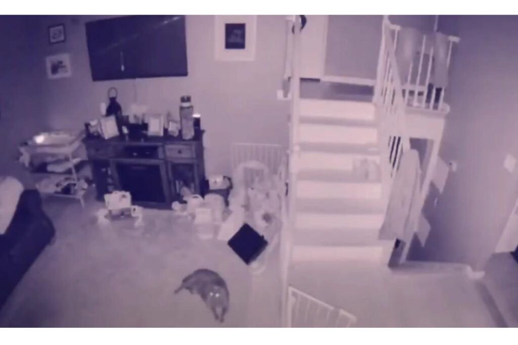 Vídeo de cachorro brincando com “fantasma” viraliza e choca pessoas