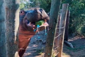 Pais descobrem o sexo do bebê no zoológico