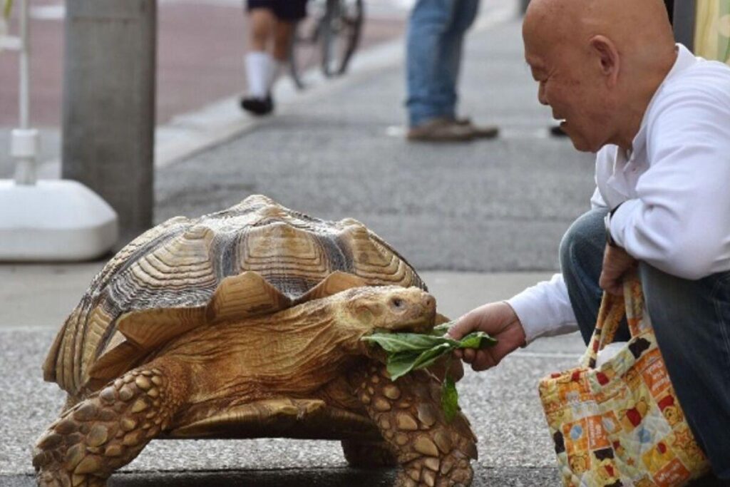 Eles as vezes dão caminhadas mais longas por atraírem olhares curiosos