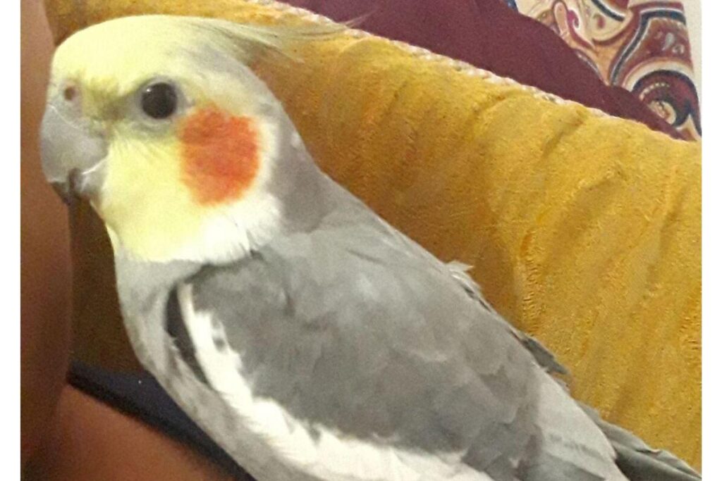 A calopsita sumiu nessa segunda-feira