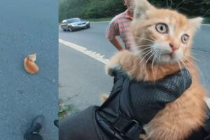 Motoqueiro salva gatinho