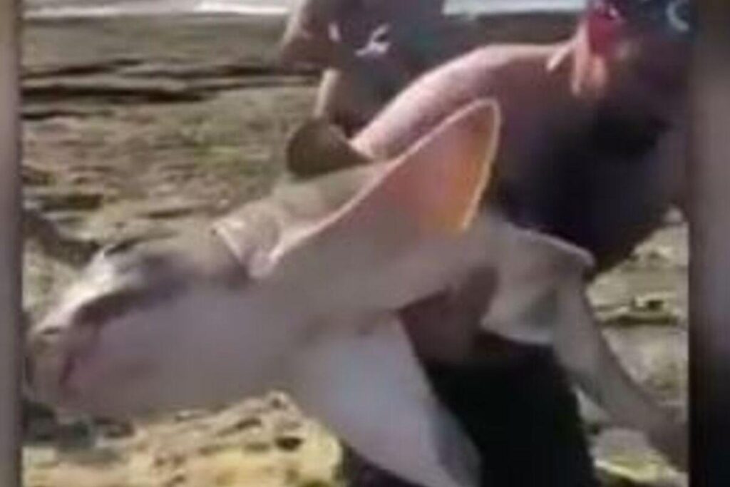 Piscina de Oak Park, em Cronulla