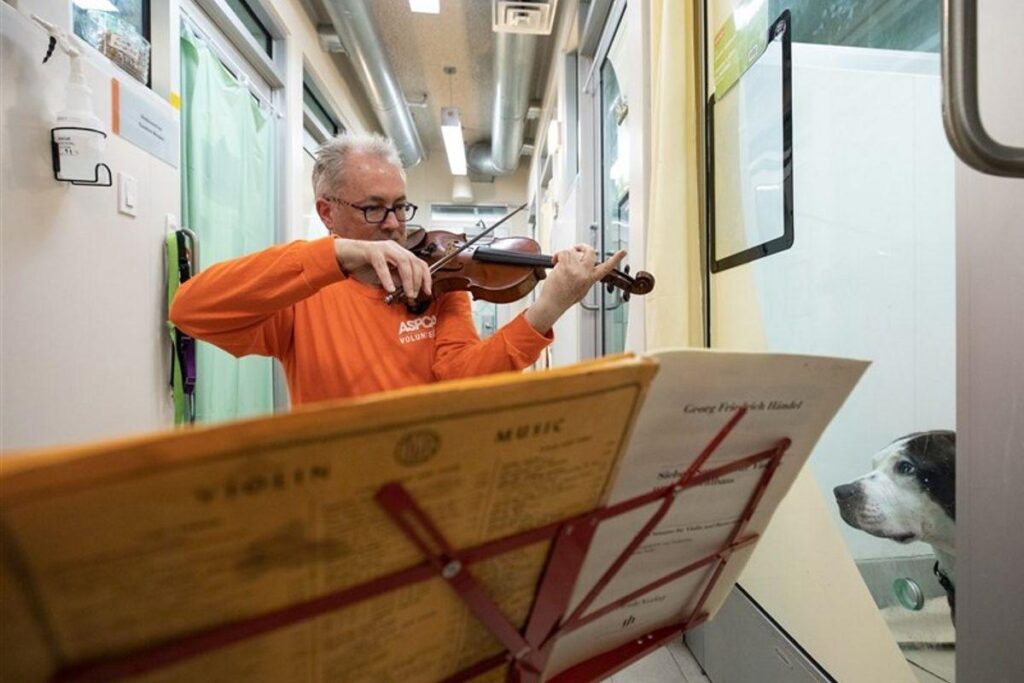 Artista toca violino para animais