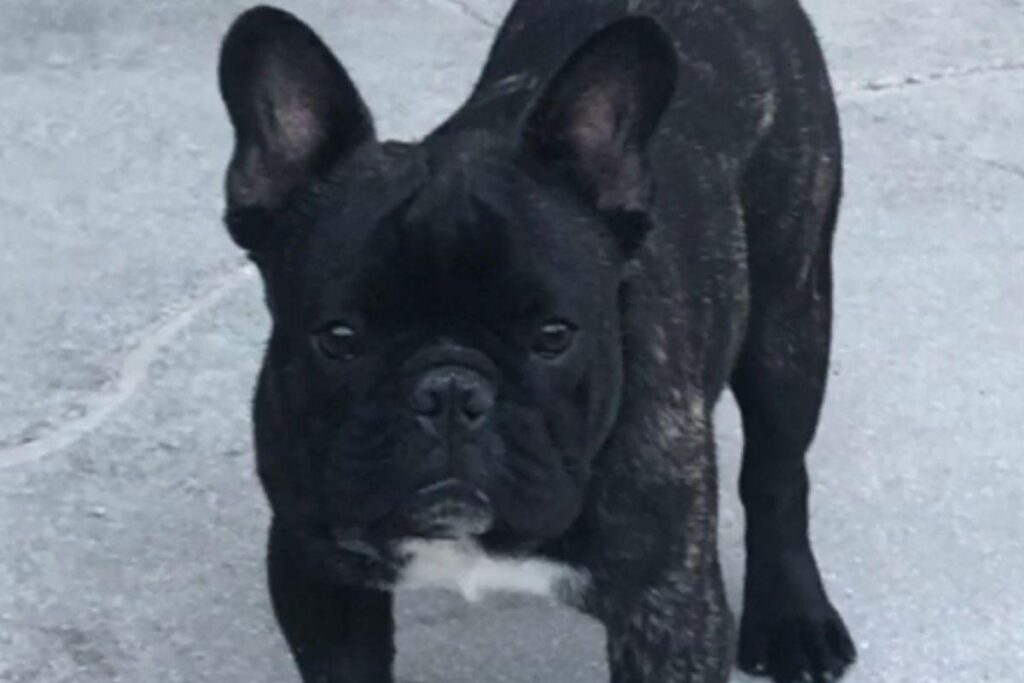 O menino e Roger eram melhores amigos