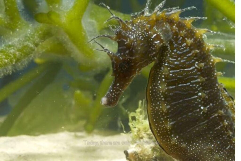 Os cavalos-marinhos são os protagonistas do anúncio mais assistido do YouTube