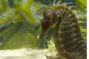 Os cavalos-marinhos são os protagonistas do anúncio mais assistido do YouTube