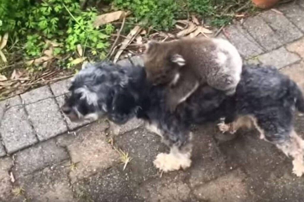 Ele ficou confuso com o companheiro nas costas dele