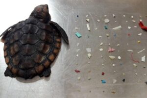 Os animais doentes ficam em um processo de lavagem na clínica