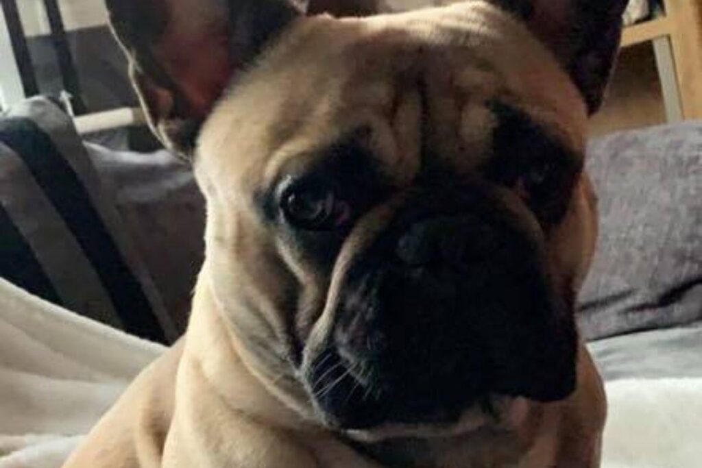 O animal arrancou o focinho de um bicho de pelúcia