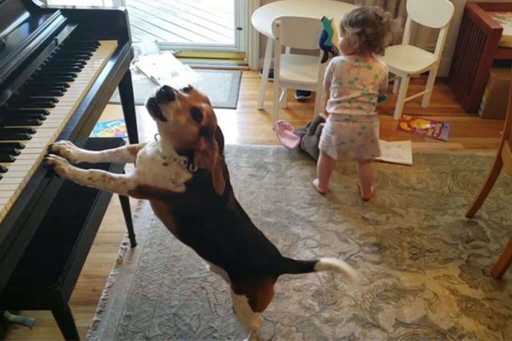 Buddy e a irmã humana