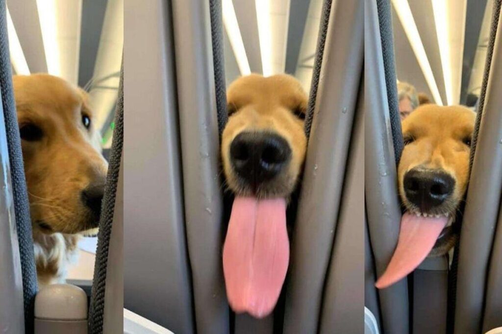 Cachorro dá um show durante um voo