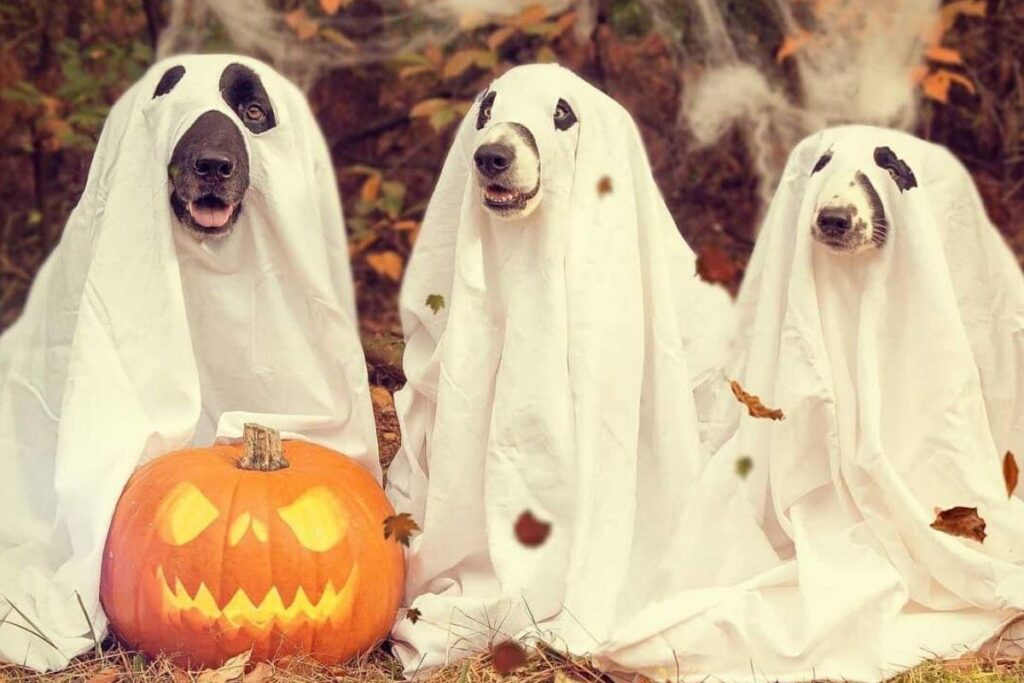 Não aguentamos esse vampirinho!